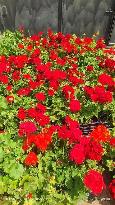 alma gulu: Məhsul: Qırmızı sardunya (Pelargonium) saksı gülü Təsvir: - Parlaq — 2