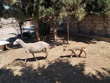 2 si de 3 cü qarindi balanın biri Erkey biri dişidi heyvanlar — 1