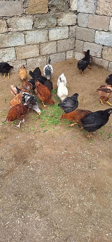 Kend cüceleri .Qiymet 6 manat .25 edetdi kom götürene endirim var lalafo.az -da Kend cüceleri .Qiymet 6 manat .25 edetdi kom götürene endirim var