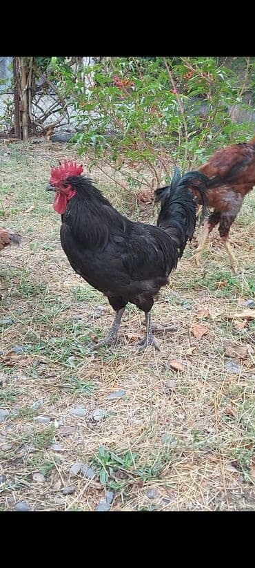 pişik satışı ucuz: Avstralop tek xrozu 30 manat 1 yaşi var — 6