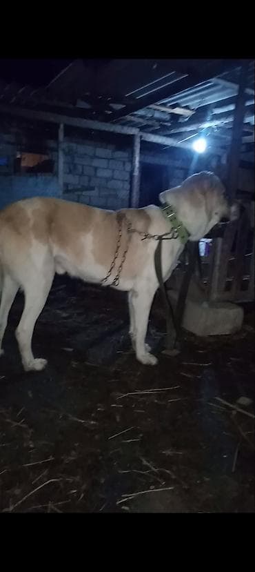 95 xolka. qanina sohbet ola bilmez. cemi bir meydan gorub. iki yasi