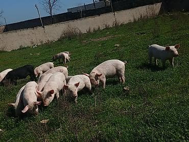 qurban qoyun sekilleri: Otlaqda gəzən çəhrayı və qara rəngli donuzlar. Müxtəlif ölçülərdə olan — 9