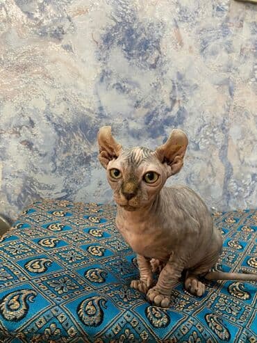 возьму котенка в добрые руки: Sfinks — 2