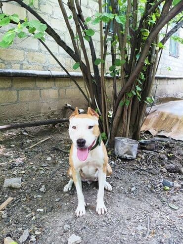 3D panellər: Pitbul, Dişi — 5