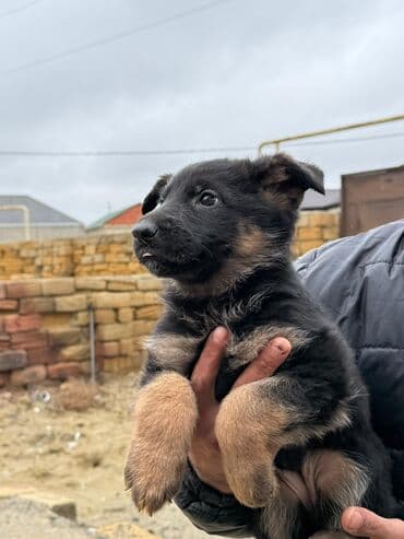 nemeski avçarka: Alman çoban iti, 1 ay, Erkek — 2