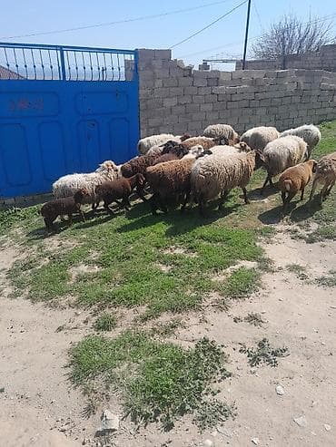 qoyun itleri: Topdan satilir 28 baw qoyun satilir otlaq gormuw heyvanlardi 10 ededi — 10