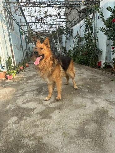 itlee: Erkek it satılır adı Aşirdi.marağlanmaq istəyən yazsın. Qiymeti 300 — 2