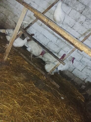 at və eşşəyin cütləşməsi: Dişi, Damazlıq — 4