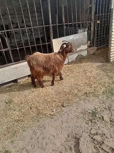 Dişi, il: 1, 40 kq, Ətlik, Südlük, Ünvandan götürmə — 9