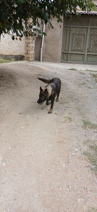 barter it: Alman çoban iti, Erkek — 4