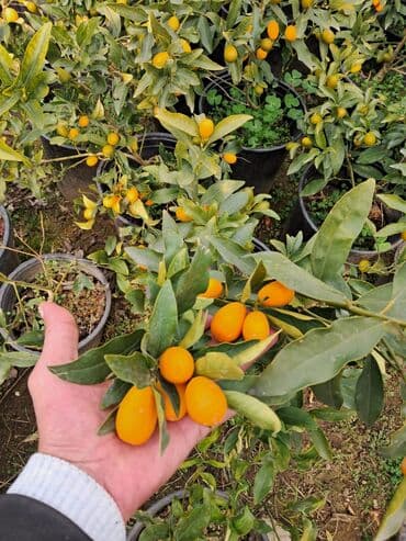 kofe qablari: 1.Piramida yolka şitilleri; 2.piramida yolkaları 1.50cm ; 3.limonni — 15