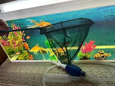 akvarium satisi: Akvaryum komplekti – dekorativ balıqlar və aksesuarlarla - Şüşə — 4