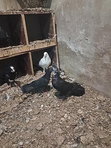 balıq ovu: Ünvan bine savxoz — 3