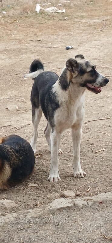 it davası: Qurdbasar, 8 ay, Erkek, Peyvəndli, Pulsuz çatdırılma — 4