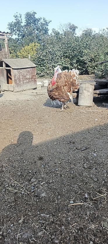 etlik cuce satisi: 3 ay 10 gunluk hinduska balalari satilir . Yerli cins deyil. Red — 4