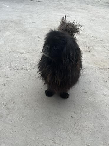 Пекинес — 2