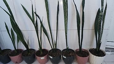10 kopeek: Hər biri 10 manata. Dipcəklə bir yerdə. Sansevieria (Peyğəmbər — 3