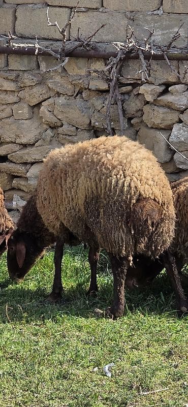 Eşşəklər: Dişi, il: 2, 85 kq — 4