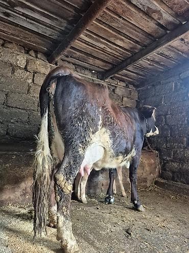 14 litir süd verir 3 qarına doğub 15 gündü doğub balası dişdi
