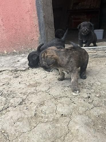 it bazari 2019: Zvonok, 1 ay, Erkek, Peyvəndli — 1