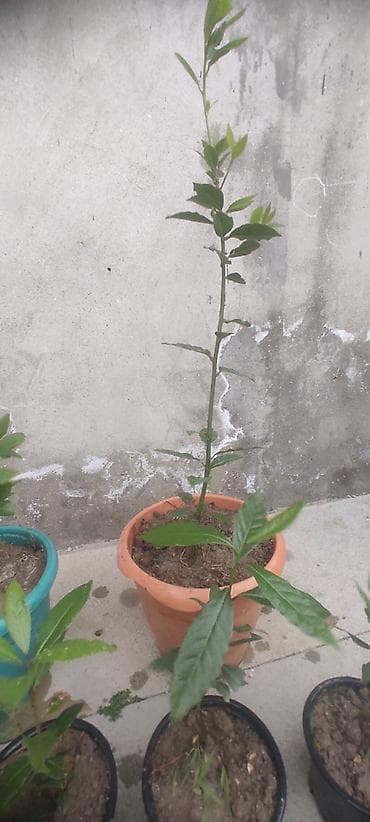 ciledagi bitkisi: Dəfnə ağacı (Laurus nobilis) – ətirli, keyfiyyətli və məhsuldar sort — 3