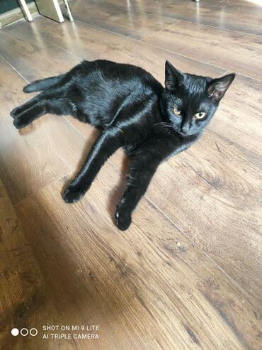 ağdaş yem fabriki: Yaxşı əllərə — 6