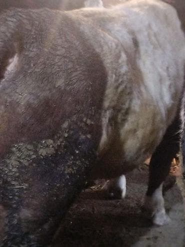 Erkek danalar satılır.Razılaşma yolu ilə