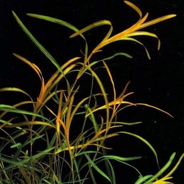 yumurta qoyan heyvanlar: Рдест гайя аквариумные растения Akvarium bitkiləri və balıqlar . @ — 1