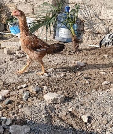 Gəmiricilər: Xoruz, il: 1, Ödənişli çatdırılma — 7