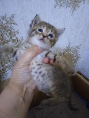 siyam pişik: Erkək, Dişi — 8