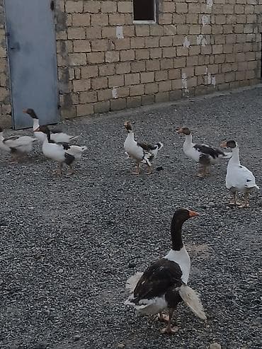 korella qus: Qazlar satılır – Yerli qaz qarışıq rəngli (ağ, boz-qara ləkəli) yerli — 1