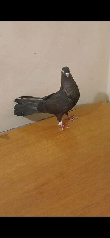 Salam ağgöz ağdimdiy qaralar 17 18 tüklər hazir cütlərdi.Real alicilar lalafo.az -da Salam ağgöz ağdimdiy qaralar 17 18 tüklər hazir cütlərdi.Real alicilar