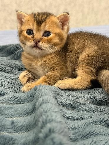 chinchilla kedi: Shotland və Gold Şinşilla qarışığı balalar - Yaş: 1 aylıq balalar - — 4