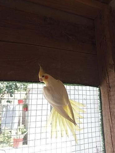 Asia: Danişnağa meyilli corella baladi 3 ayliq tam oyredilesi vaxtidi — 2