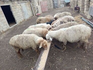 cins iney: 11 baş ana qoyun 4 doğub qalani yetik boğaz hamsı sağlam heyvanidi — 3