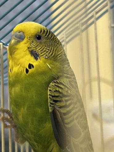 tutuquş: Budaqlar və qəfəs dəsti ilə dalğalı tutuquşular (ağ, yaşıl-sarı və — 4