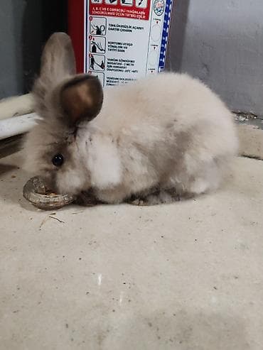 Angora tipli, uzun və xəz kimi yumşaq tüklərə sahib dekorativ dovşan