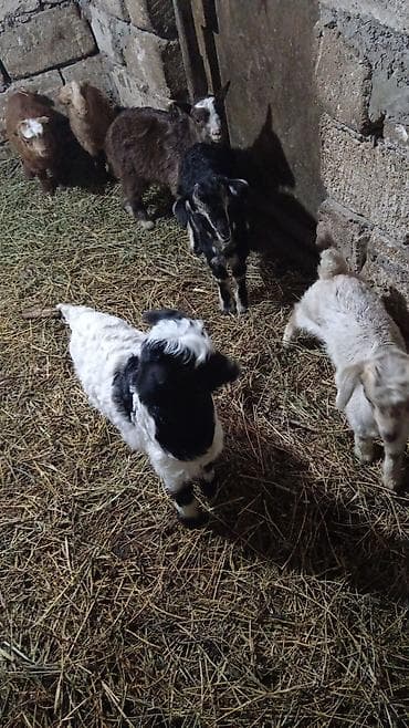 ətlik inək cinsləri: Qoyun-keçi təsərrüfatı üçün uzun tüklü yerli keçilər - Cins: uzun — 5