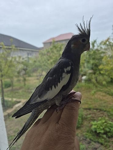 Nimfa (Cockatiel) quşu – əl öyrəşdirilmiş, tükləri qara-boz tonlarda