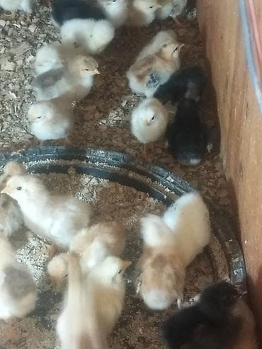 diri toyuq: Toyuq cücələri, Ətlik — 2