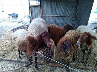 электрическая машинка для стрижки овец: Qoyun sürüsü – ət və yun istiqamətli - Növ: yerli qarışıq cinslər — 1