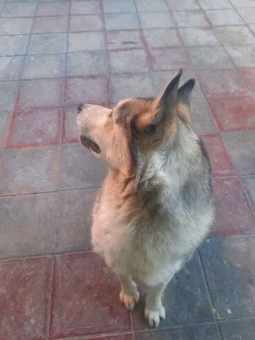 cütləş: Xaski, 6 il, Cütləşmə üçün — 4