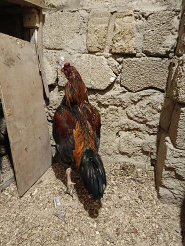 qurd əleyhinə dərmanlar: Cinsi yapon 1 yaş yarımlıq heyvandı problemsiz heyvandı yoxlamışam — 7