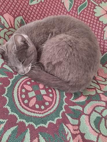 tap. az itler: Dişi, Yaxşı əllərə, Ünvandan götürmə — 2