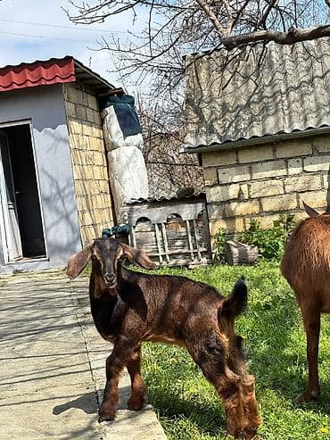cins buzovların satışı: Alpin - Heleb melezi erkək törədici təkə namizədi satıram. 1 ayı tamam — 4