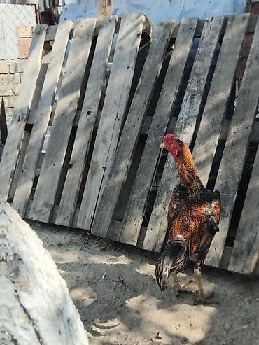 cücə və xoruz: Əvvala Salam Aleykum Hər Bir Kəsə Əsasda Xoruzbaz Qərdeşdərmə — 2
