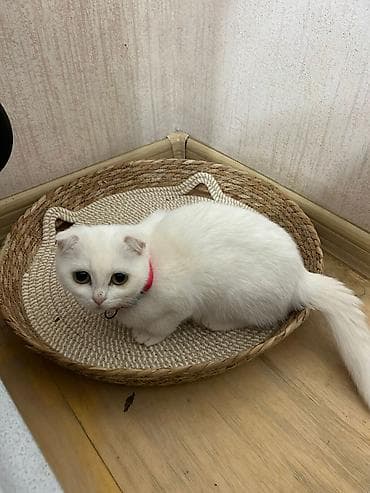 pişik balası satılır: Şinşilla, Dişi, Yaxşı əllərə, Ödənişli çatdırılma — 3