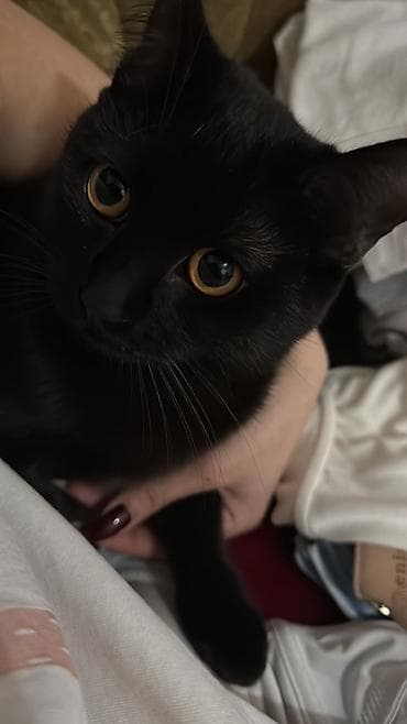 ev heyvan adlari: Erkək, Yaxşı əllərə, Pulsuz çatdırılma — 1