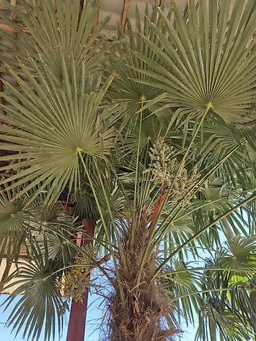 toxuma guller: Satılır: dekorativ palma ağacı (Trachycarpus fortunei – külək palma) — 2