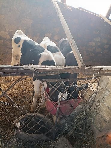 kök dana: Salam buzovlari satiram 2 si erkey 1 ri disi tam saglam heyvanlardi — 4